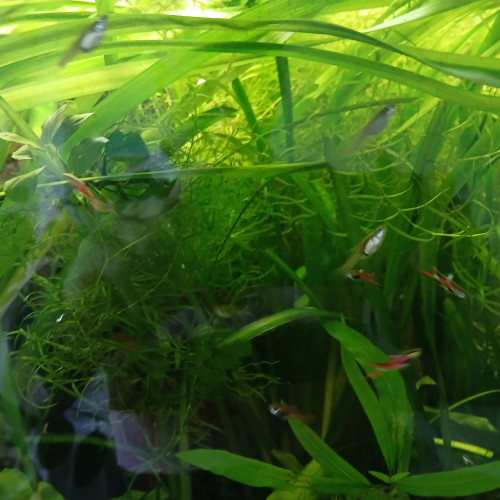 donne plantes ou echange