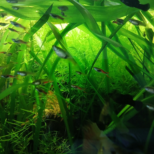 donne plantes ou echange