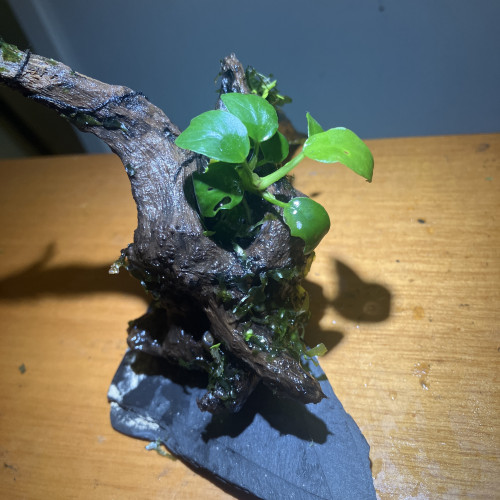 Racine Asia neuve (8jrs) dans l’eau +anubia 8feuilles +3 epiphytes