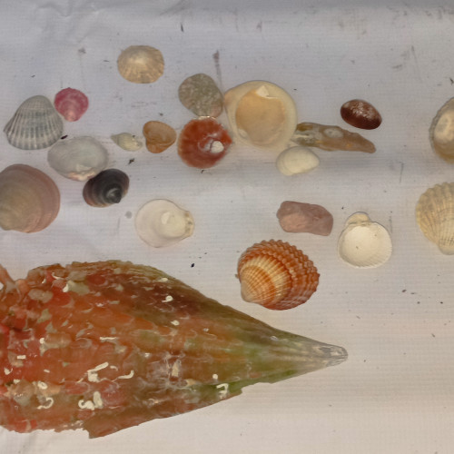 Lot de coquillages