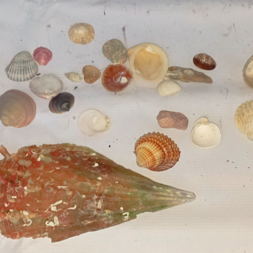 Lot de coquillages