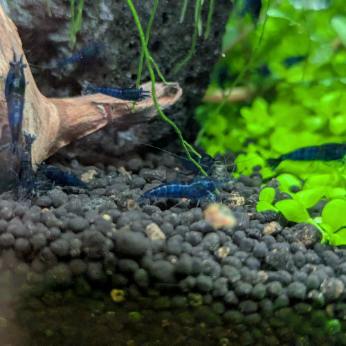 Neocaridina blue diamond