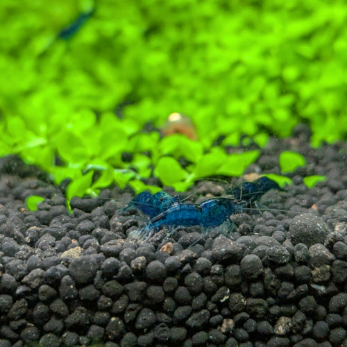 Neocaridina blue diamond