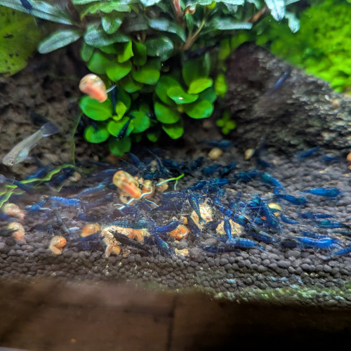 Neocaridina blue diamond