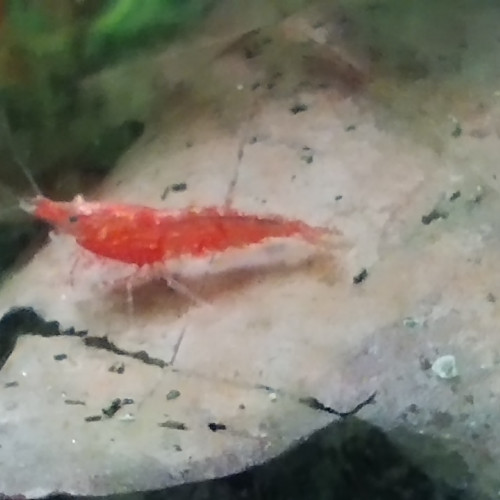 Crevettes Neocaridina davidi Red Cherry