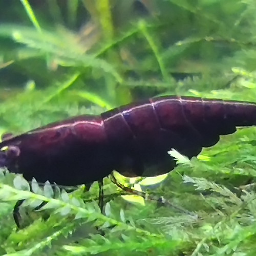 Crevettes Neocaridina Davidi Blue Velvet foncées rusty