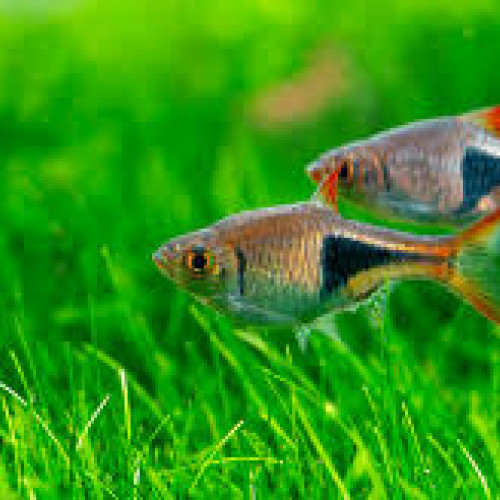 Rasbora arlequin