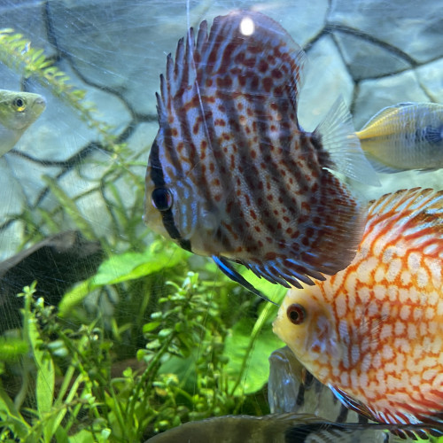 Recherche couple discus