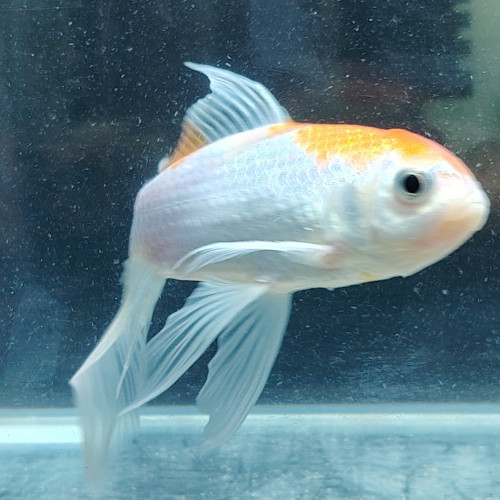 Magnifique Poisson  orange  et blanc nacré