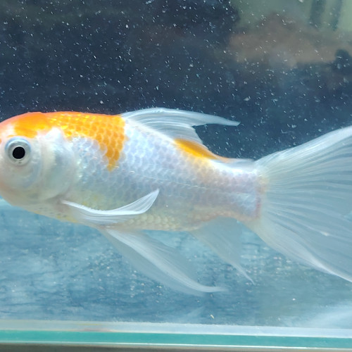 Magnifique Poisson  orange  et blanc nacré