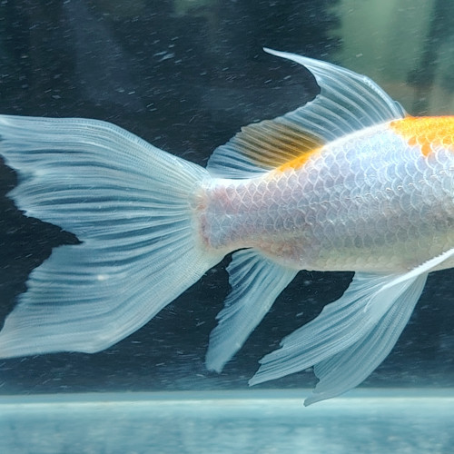 Magnifique Poisson  orange  et blanc nacré