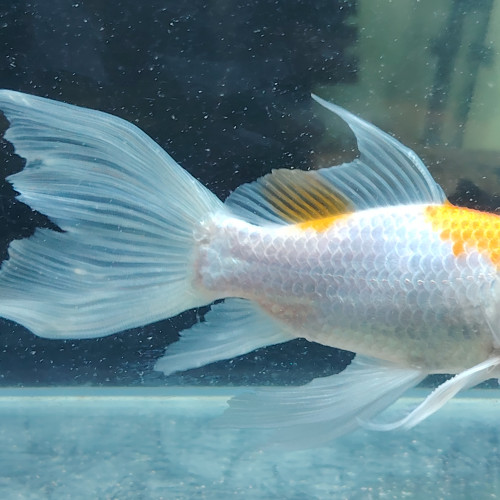 Magnifique Poisson  orange  et blanc nacré