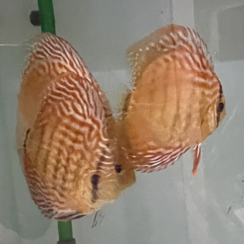 Discus