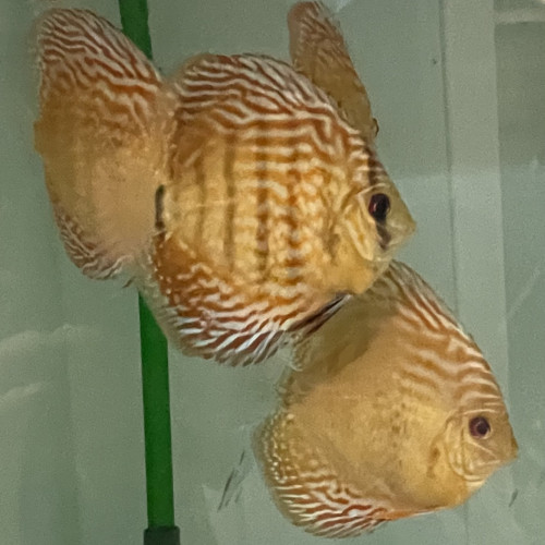 Discus