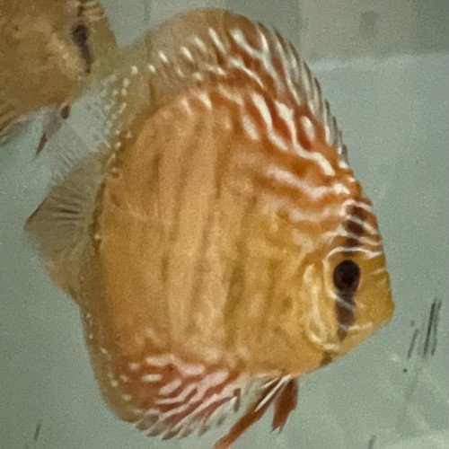 Discus
