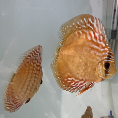 Discus