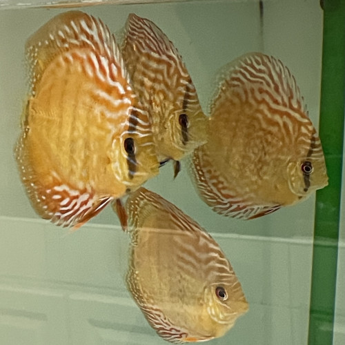 Discus