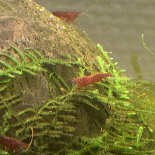 Lot De 10 Crevettes Plusieurs Couleurs Neocaridina