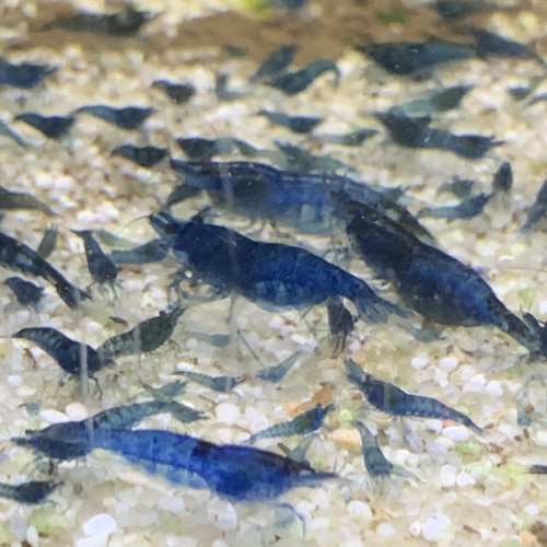 Lot de 10 Crevettes Bleue "Blue Velvet" Neocaridina