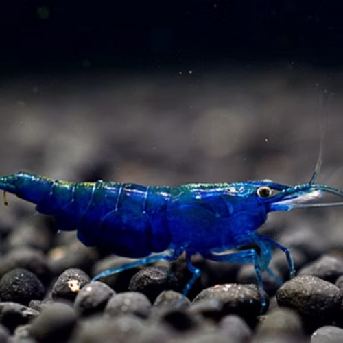 Lot de 10 Crevettes Bleue "Blue Velvet" Neocaridina