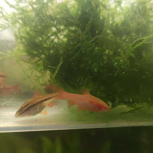 Barbus cerise classique et albinos