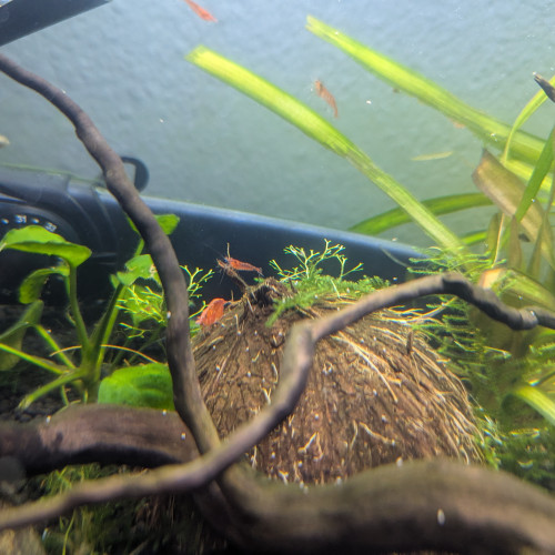 Crevettes red cherry