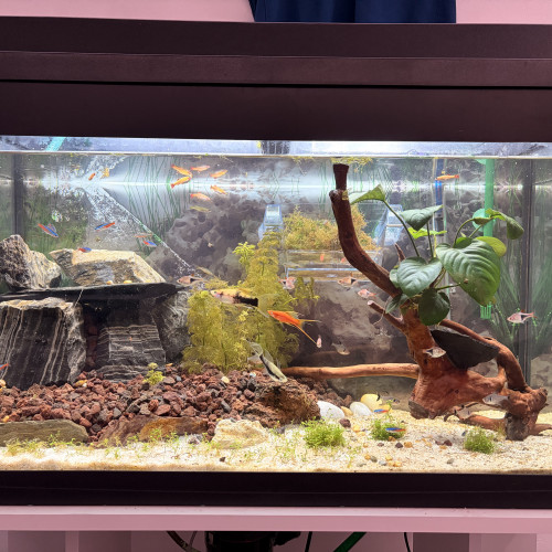 10 Rasboras Arlequins