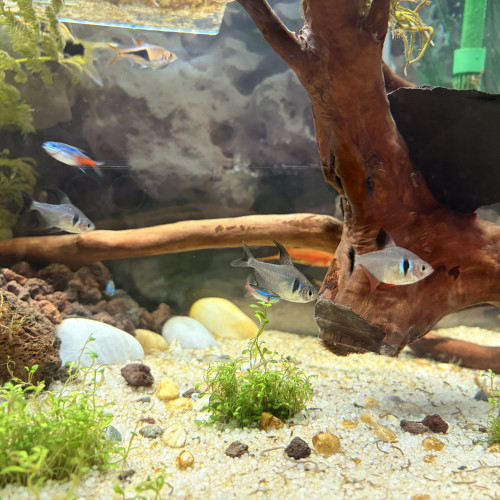 5 Tétras Fantômes Noir