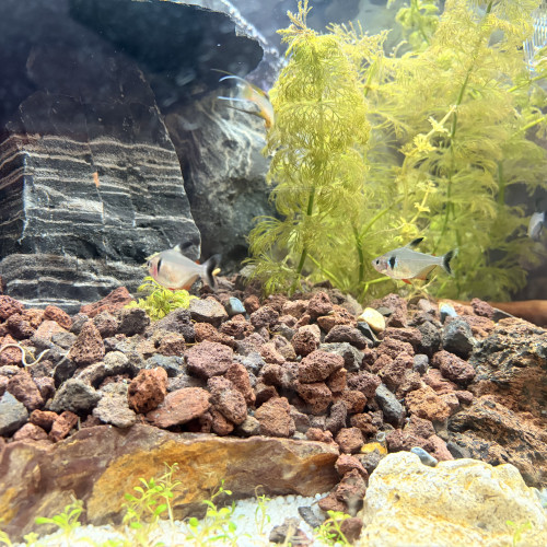 5 Tétras Fantômes Noir