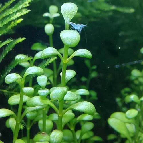 Crevettes Neocaridina "Blue Velvet" juvéniles ♂ & ♀