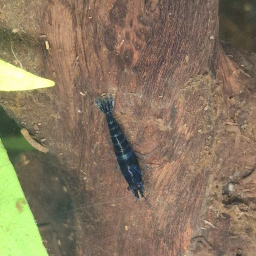 Crevette neocaridina davidi blue