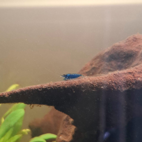 Crevette neocaridina davidi blue
