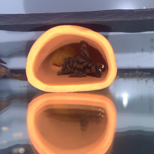 Ancistrus L519 Honeycomb