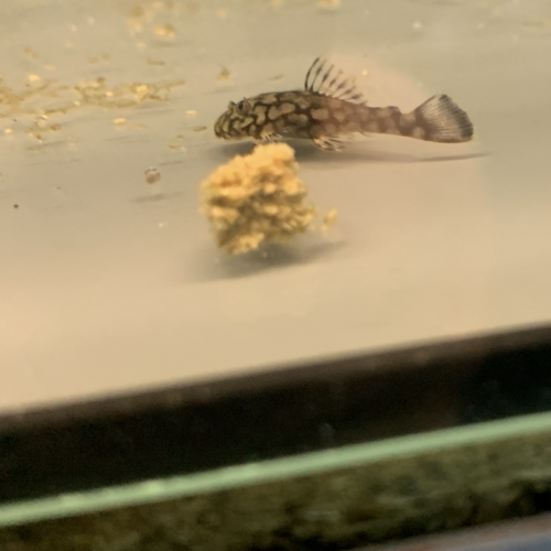 Ancistrus L519 Honeycomb