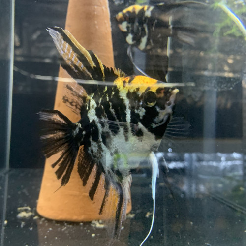 Scalaires marbré Koi