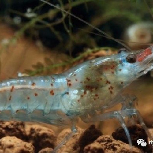 Crevettes Malawa mini japonica