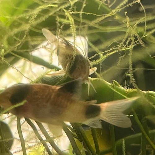 Lot de 3 corydoras panda