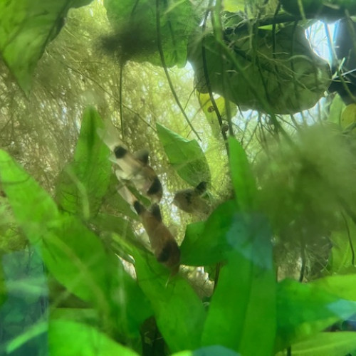Lot de 3 corydoras panda