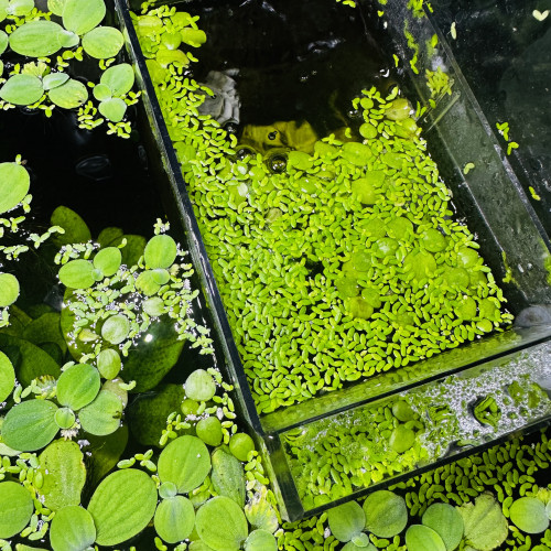 Lentilles - laitue d’eau aquarium