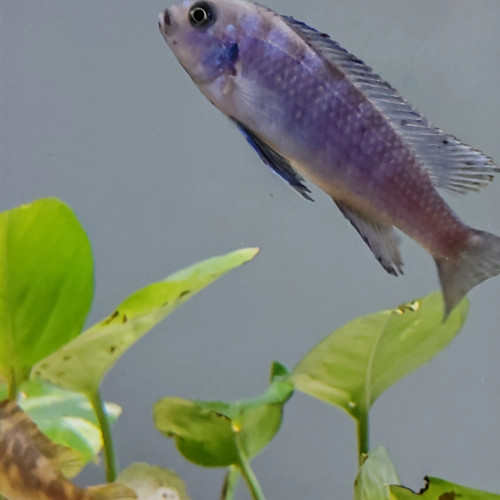 Trio maylandia tarakiki mbamba bay