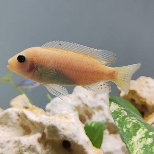 Trio maylandia tarakiki mbamba bay