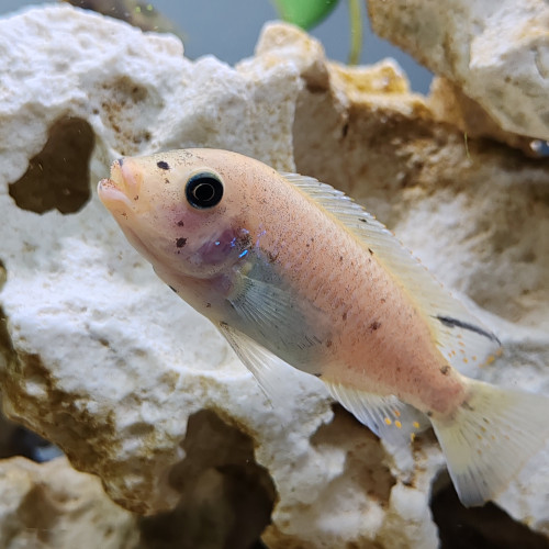 Trio maylandia tarakiki mbamba bay