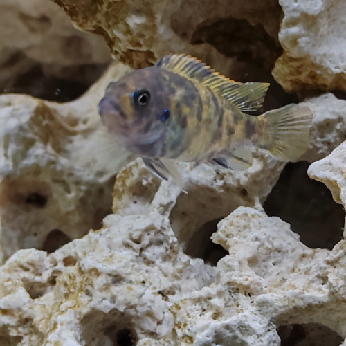 Femelle maylandia  estherae minos reef