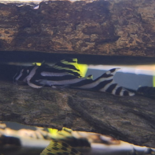 Hypancistrus Zebra