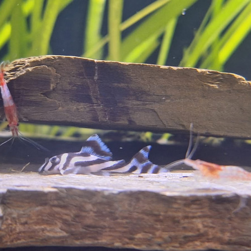 Hypancistrus Zebra