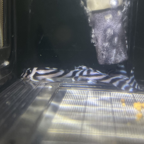 Hypancistrus Zebra