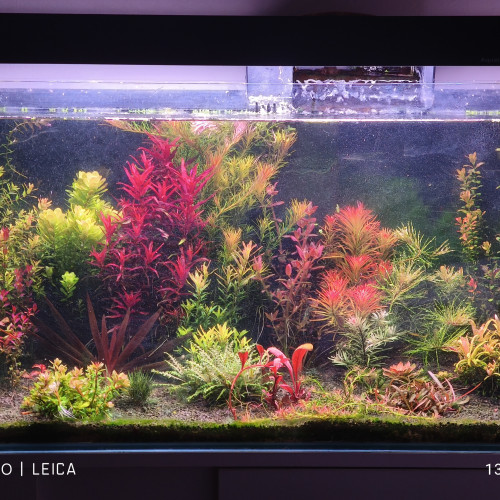 Ma Liste Plantes pour aquarium