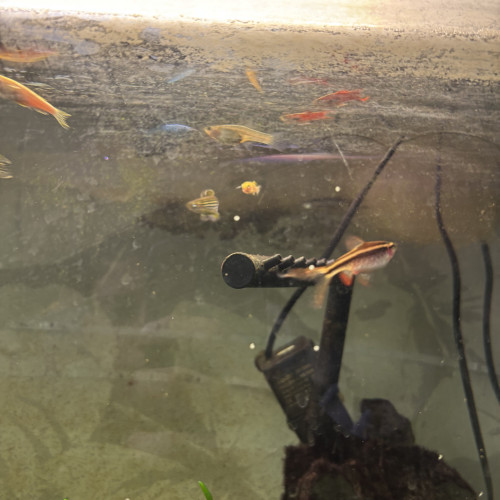 Échange danio rerio, guppy et barbus