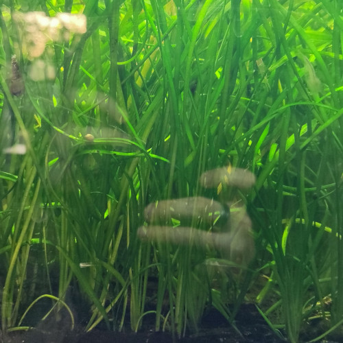 Sagittaria subulatta