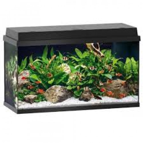 Urgent ! Recherche kit complet aquarium 110 L (petit budget)